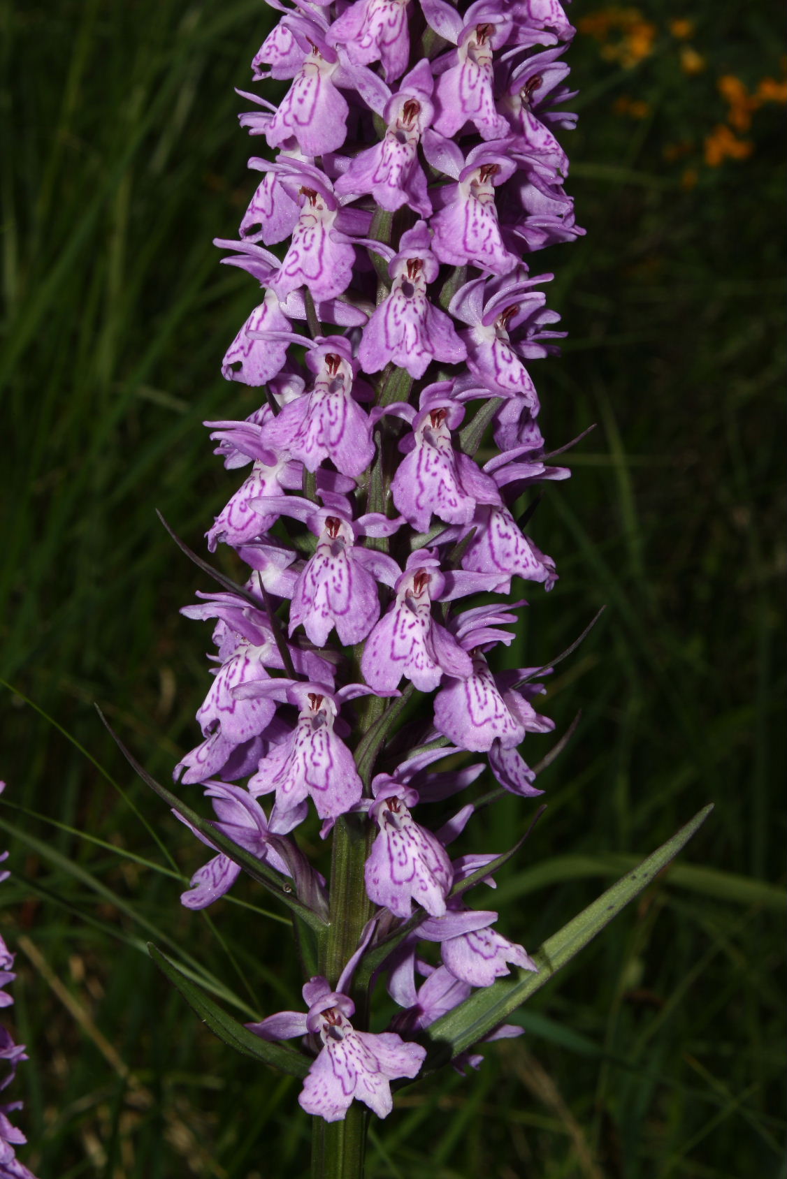 Dactylorhiza fuchsii